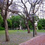 Blossoms fall from the Jacaranda trees in an Argentinian park.