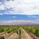 A vineyard in Mendoza.