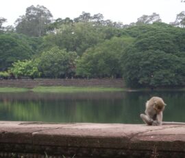 A monkey grooms himself by the moat at Angkor Wat, Cambodia.