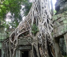 Tree roots grow over the Ta Phrom temple in Cambodia.