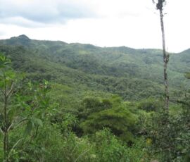 Dense bush covers Panama’s mountainous regions.