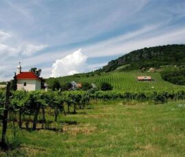 Vineyard in Balaton Region