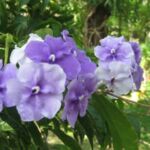 Purple and white flowers