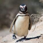 Magellanic Penguin