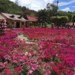 beautiful-garden-in-boquete