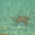 panama-bocas-del-toro-star