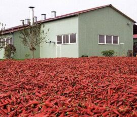 paprika Hungary