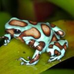 Poison dart frog