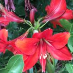 red-flower