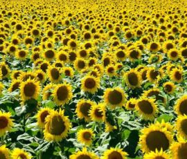 sunflowers Hungary